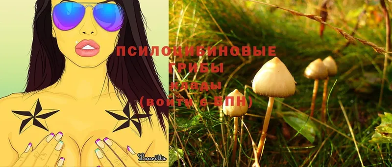 Галлюциногенные грибы Cubensis  Кулебаки 